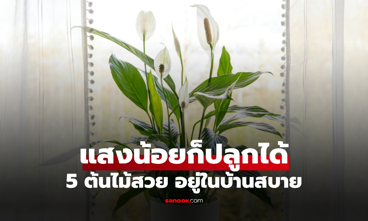 5 ต้นไม้ปลูกในบ้าน อยู่ได้แม้ "แสงน้อย" ดูแลง่าย เหมาะกับพื้นที่จำกัด
