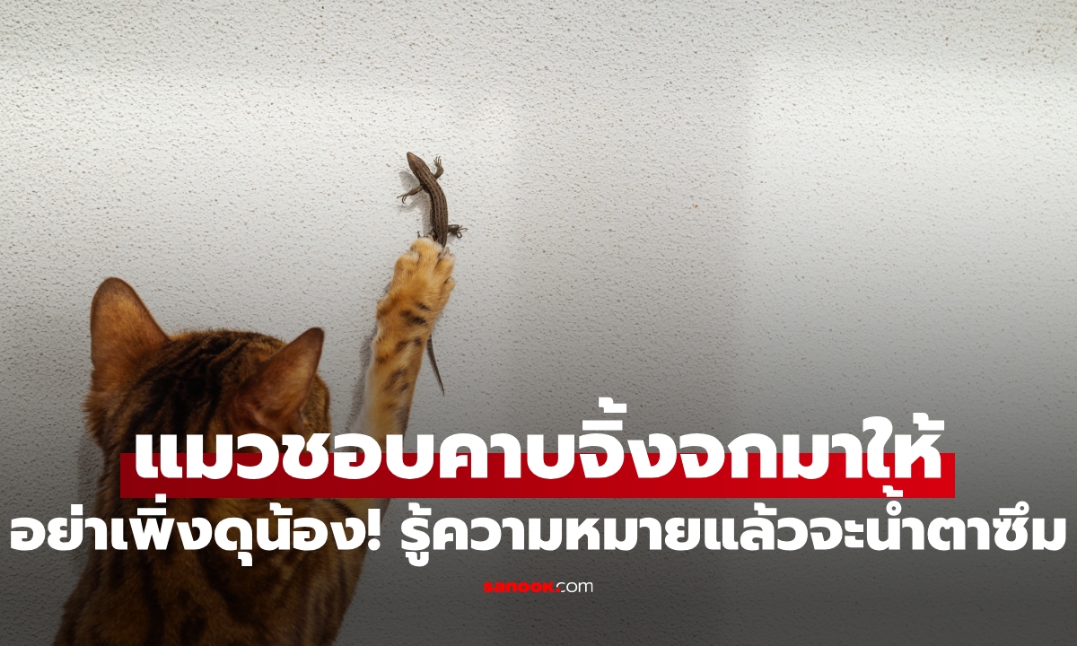อย่าเพิ่งดุน้อง! แมวชอบคาบจิ้งจกมาให้คุณหมายความว่าไง?