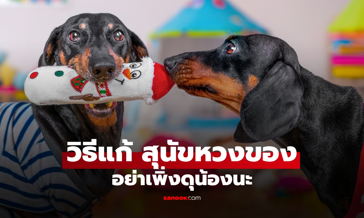 สุนัขหวงของ อย่าเพิ่งดุ! เปิดวิธีรับมือที่ช่วยลดพฤติกรรมก้าวร้าว