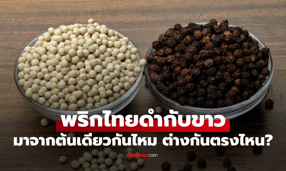 พริกไทยขาวกับพริกไทยดำ มาจากต้นเดียวกันจริงไหม? คำตอบที่หลายคนเพิ่งรู้