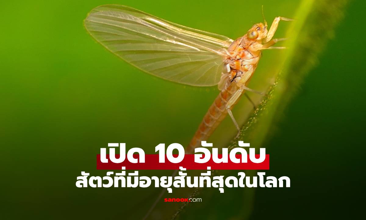 10 อันดับสัตว์อายุสั้นที่สุดในโลก บางชนิดอยู่ไม่ถึง 24 ชม. ผสมพันธุ์แล้วก็ตาย