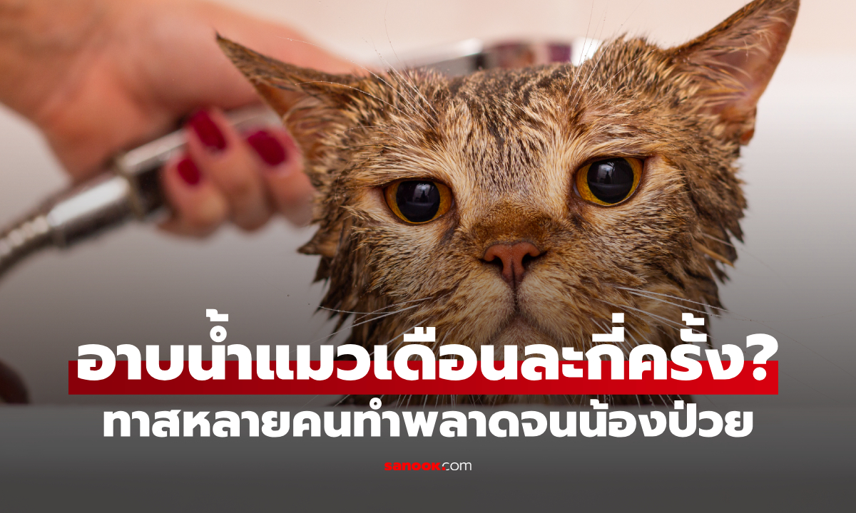 "ควรอาบน้ำแมวเดือนละกี่ครั้ง?" เรื่องจริงที่ทาสหลายคนทำพลาดจนน้องป่วย!
