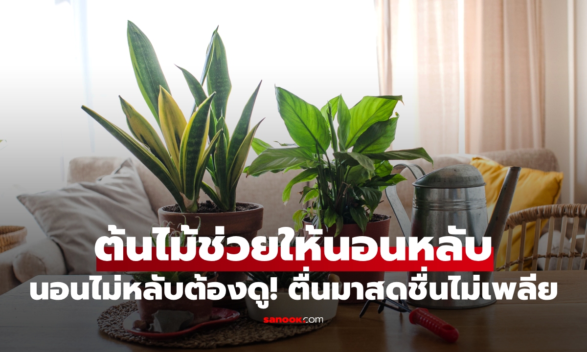 นอนไม่หลับต้องดู! 5 ต้นไม้ช่วยให้นอนหลับ ตื่นมาสดชื่นไม่เพลีย