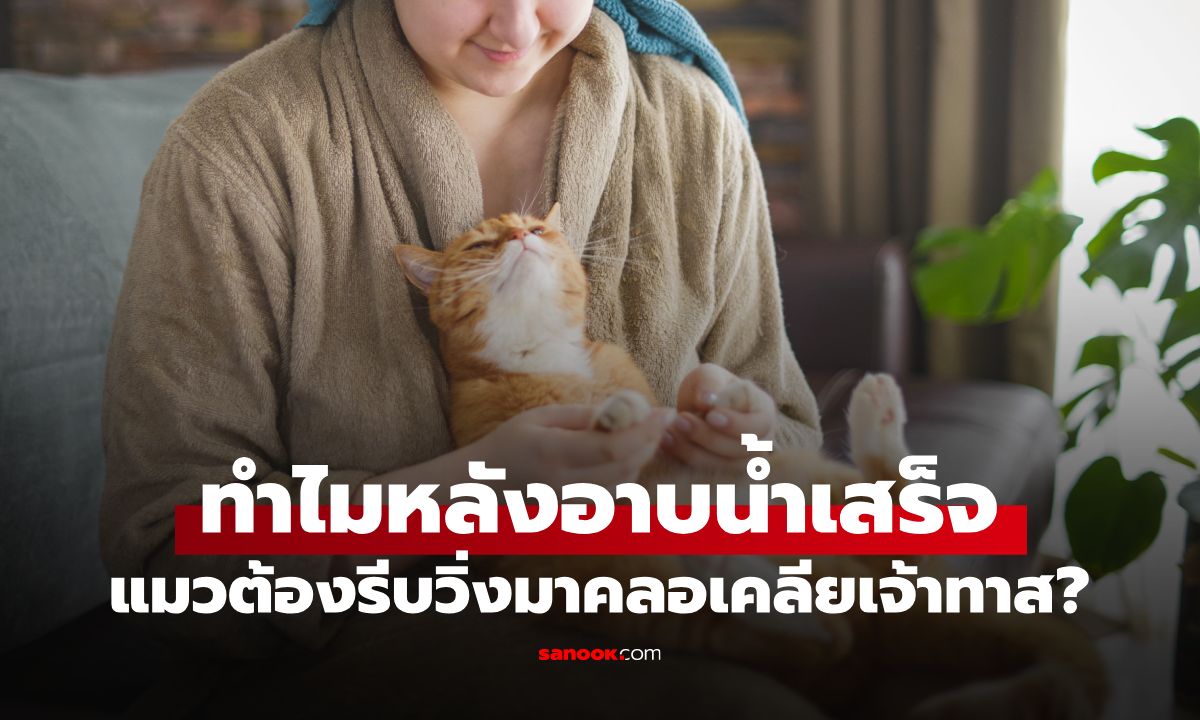 ทำไมทาสแมวอาบน้ำเสร็จทีไร แมวต้องรีบวิ่งมาคลอเคลีย? เผย 5 เหตุผลสุดเซอร์ไพรส์