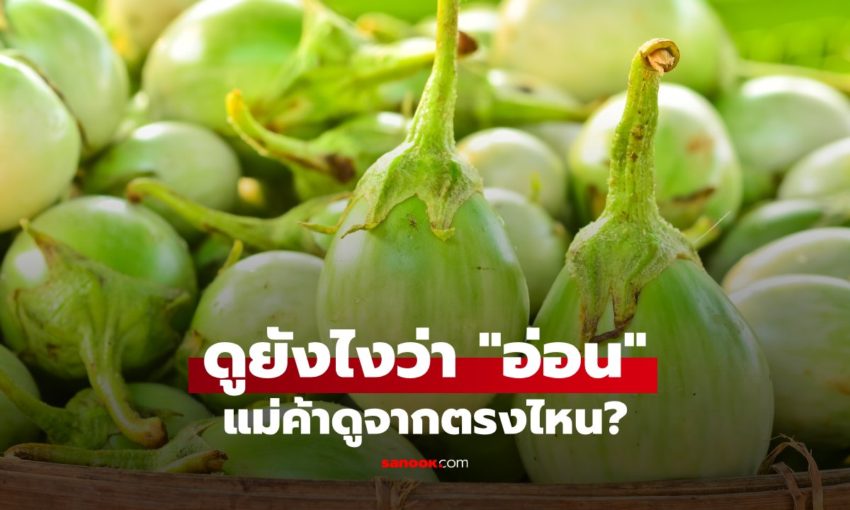 เลือกมะเขือเปราะยังไงให้ได้ลูกอ่อน กรอบอร่อย ไม่แก่ ดูยังไงก่อนซื้อ?