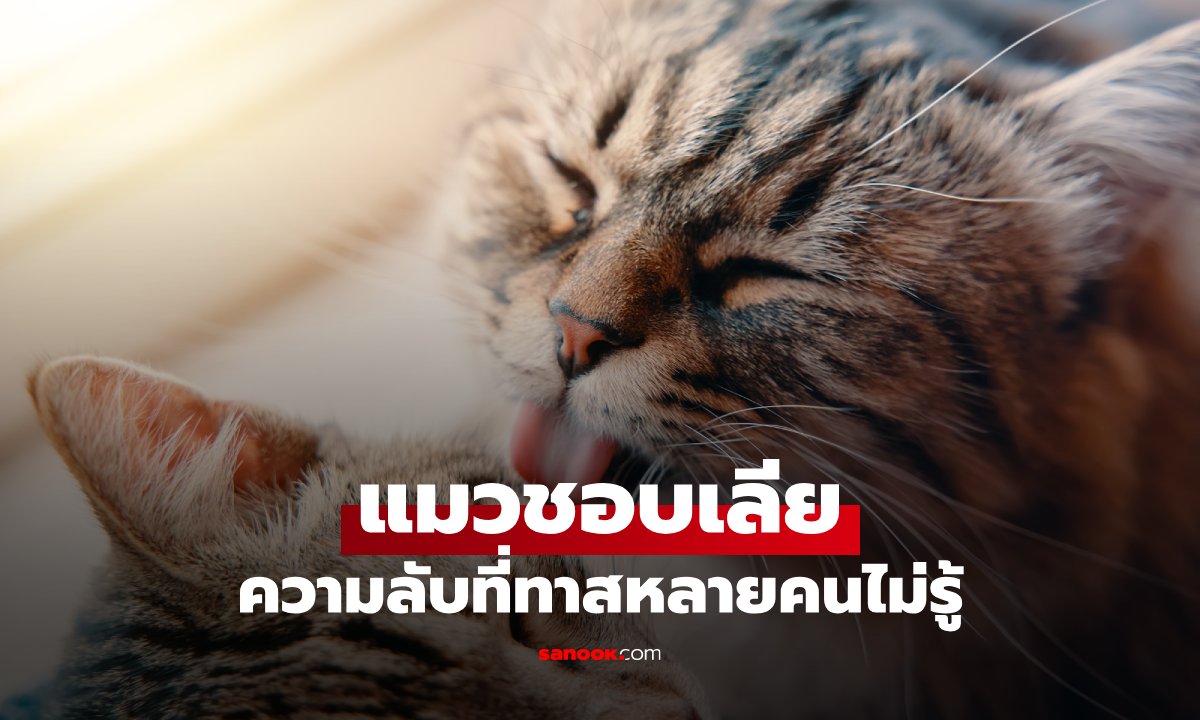 ทำไมแมวชอบเลีย? พฤติกรรมธรรมชาติที่ไม่ได้มีแค่เรื่องความสะอาด