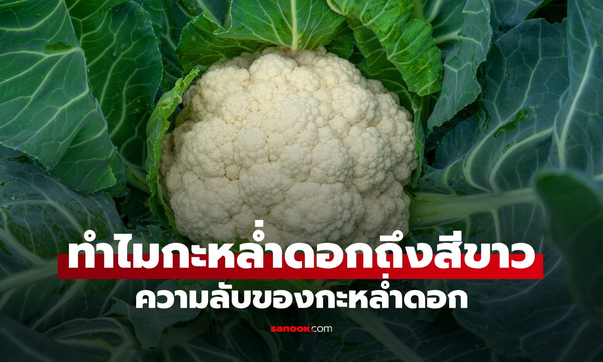 ทำไมกะหล่ำดอกถึงสีขาว? ความลับที่หลายคนไม่เคยรู้