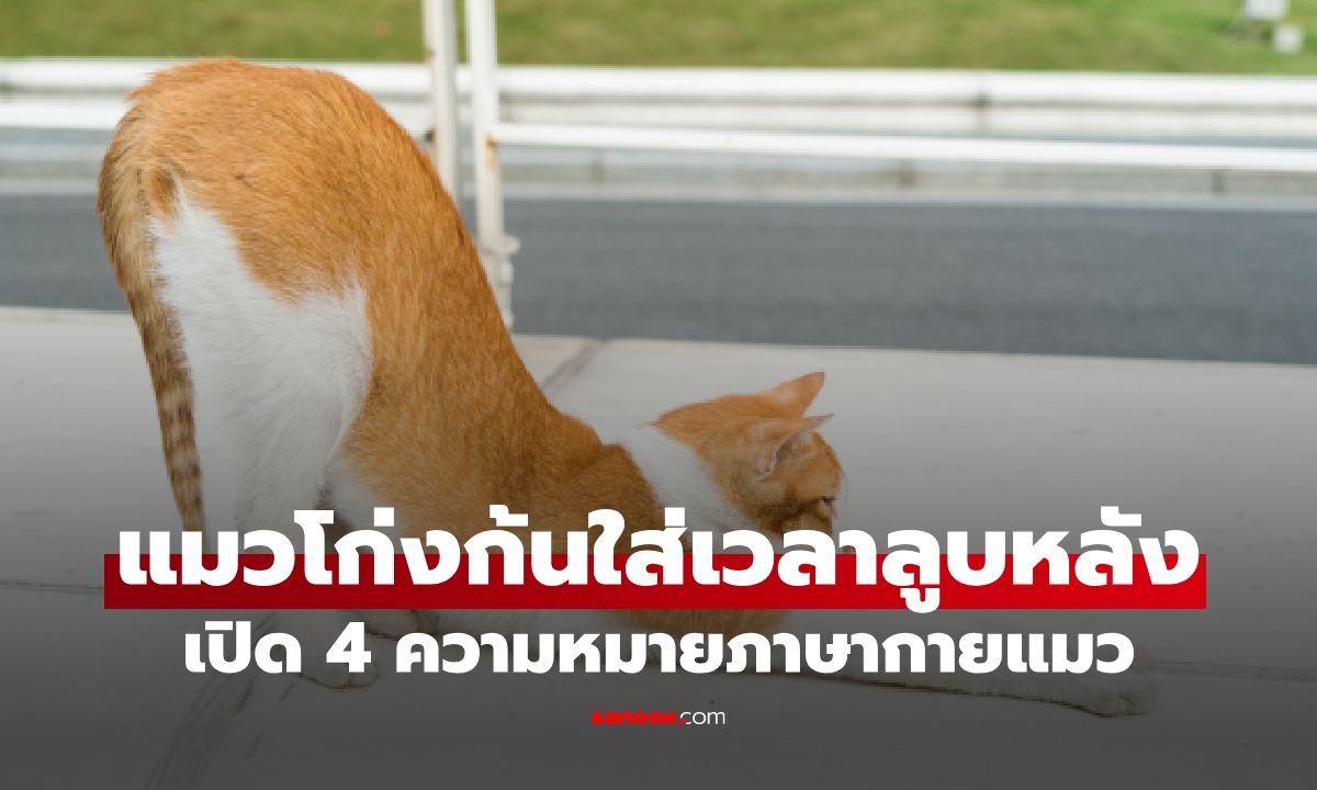 อย่าเพิ่งขำ! ทำไมแมวชอบโก่งก้นใส่เวลาลูบหลัง เปิด 4 ความหมาย