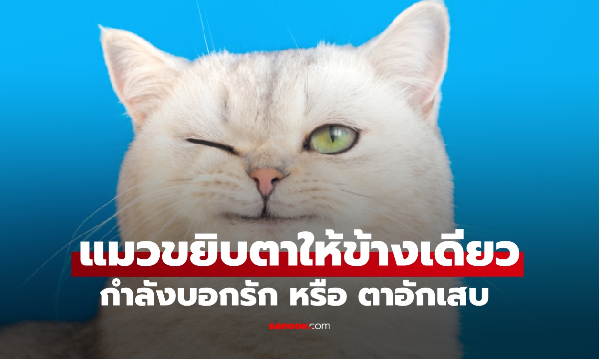 ซิกบอกรัก? แมวขยิบตาให้ข้างเดียว หมายความว่าไง
