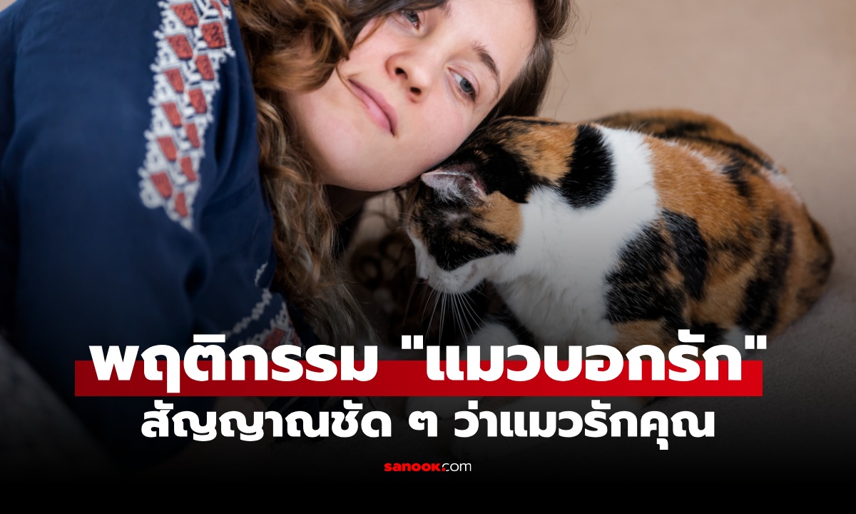 สัญญาณชัด ๆ ว่าแมวรักคุณ! เช็ก 12 พฤติกรรมที่เจ้าเหมียวใช้บอกกับเจ้าของ