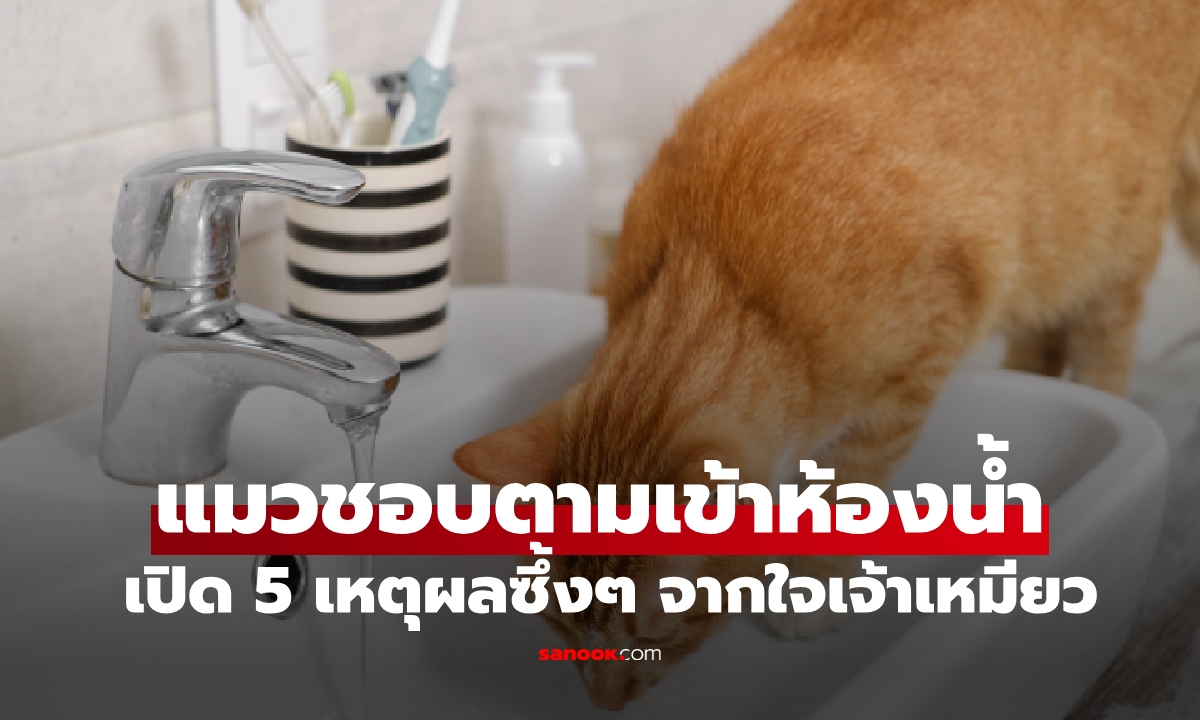 อย่าเพิ่งรำคาญ! เปิด 5 เหตุผล ทำไมแมวชอบเดินตามเข้าห้องน้ำ?