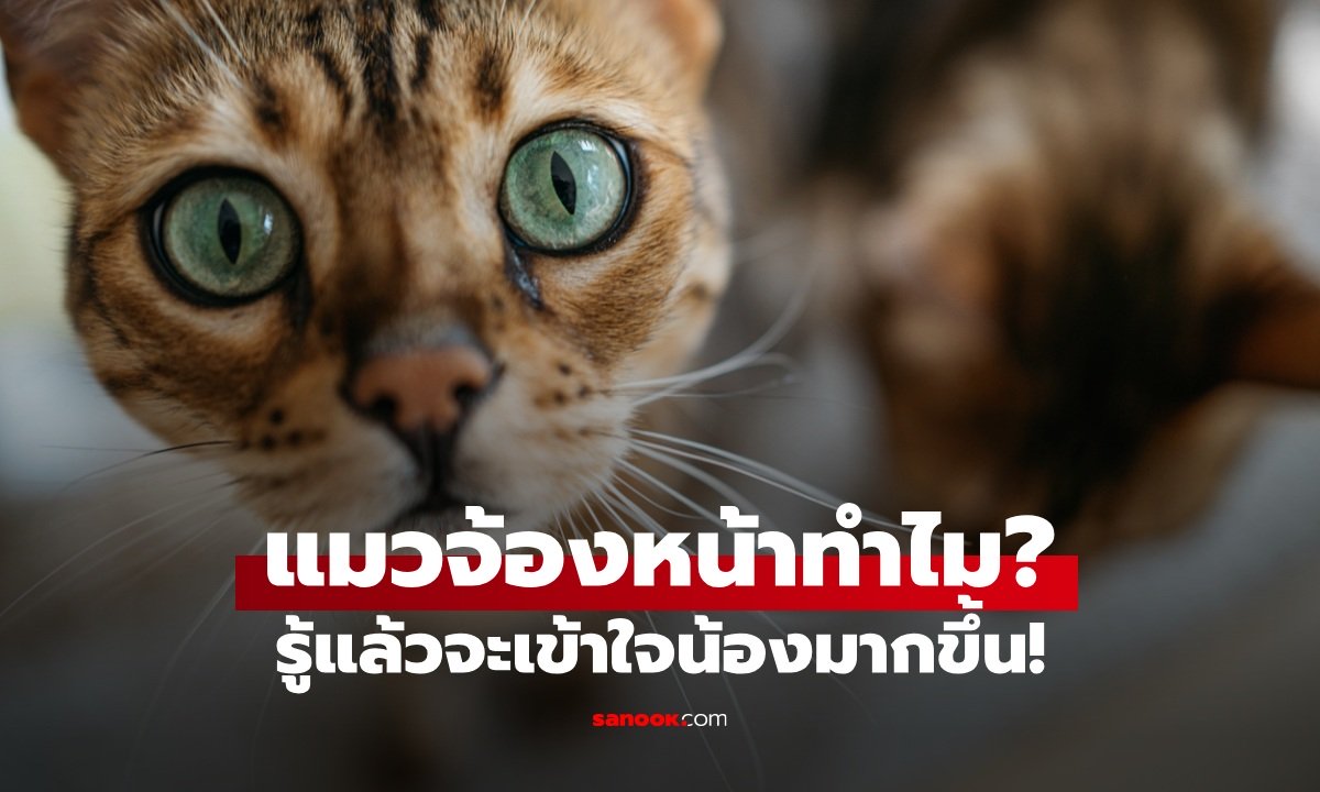 ทำไมแมวชอบจ้องหน้าเจ้าของ? เปิด 6 เหตุผล รู้แล้วจะเข้าใจน้องมากขึ้น