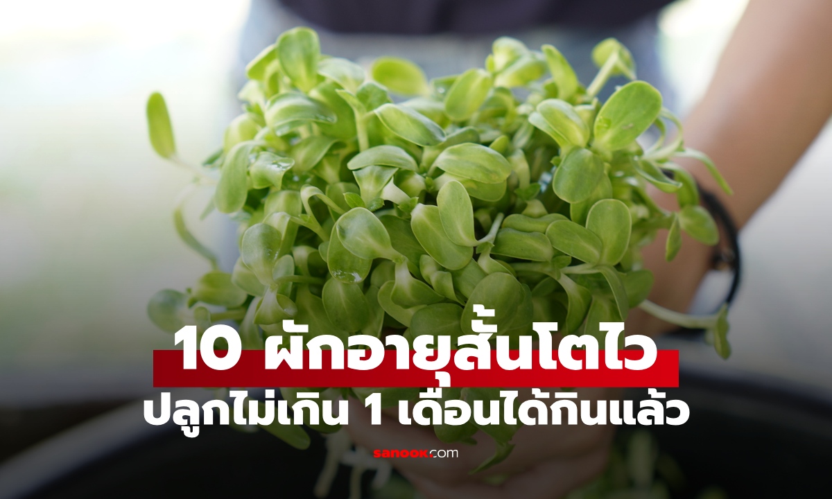 15 ผักสวนครัวอายุสั้น โตไว ปลูกง่ายปลอดสารพิษ ไม่เกิน 1 เดือนได้กิน