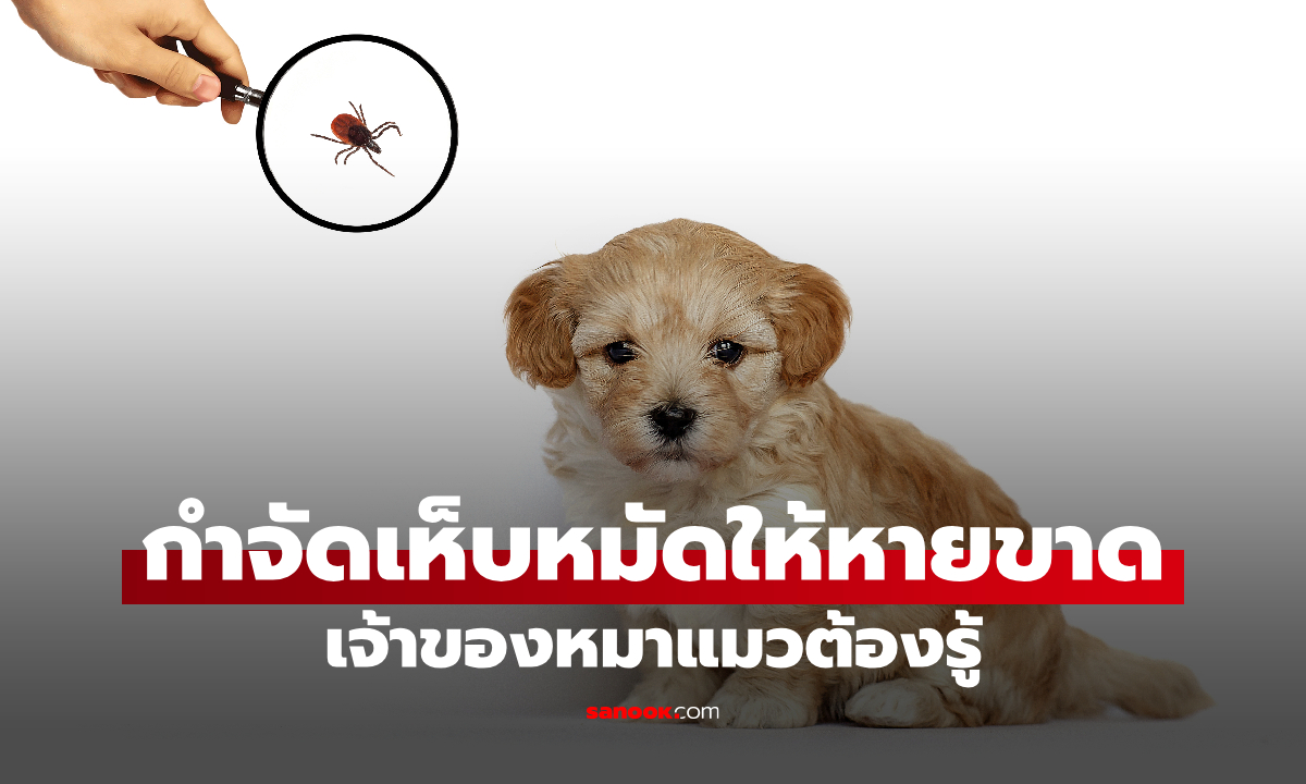 กำจัดเห็บและหมัด ในบ้านให้ได้ผล! รวม 5 วิธีที่เจ้าของหมาแมวควรรู้