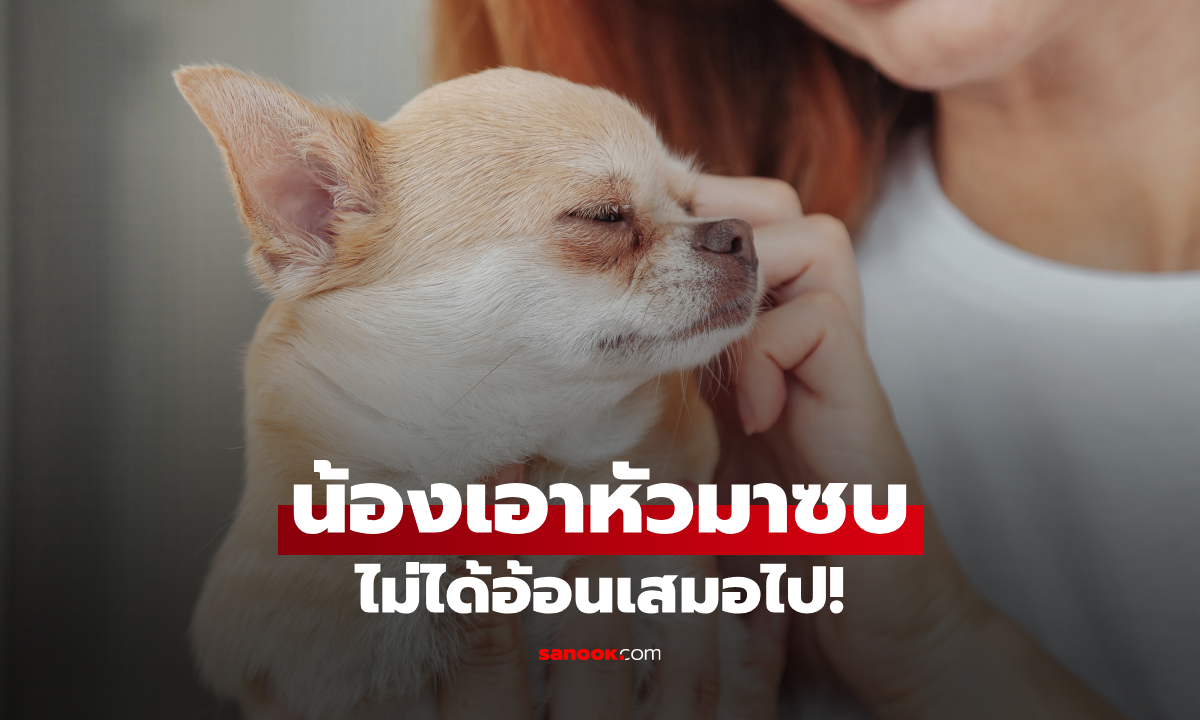 เพิ่งรู้! เวลาหมาเอาหัวมาซบเรา อาจไม่ได้แค่กำลังอ้อน เหตุผลที่เจ้าของควรรู้