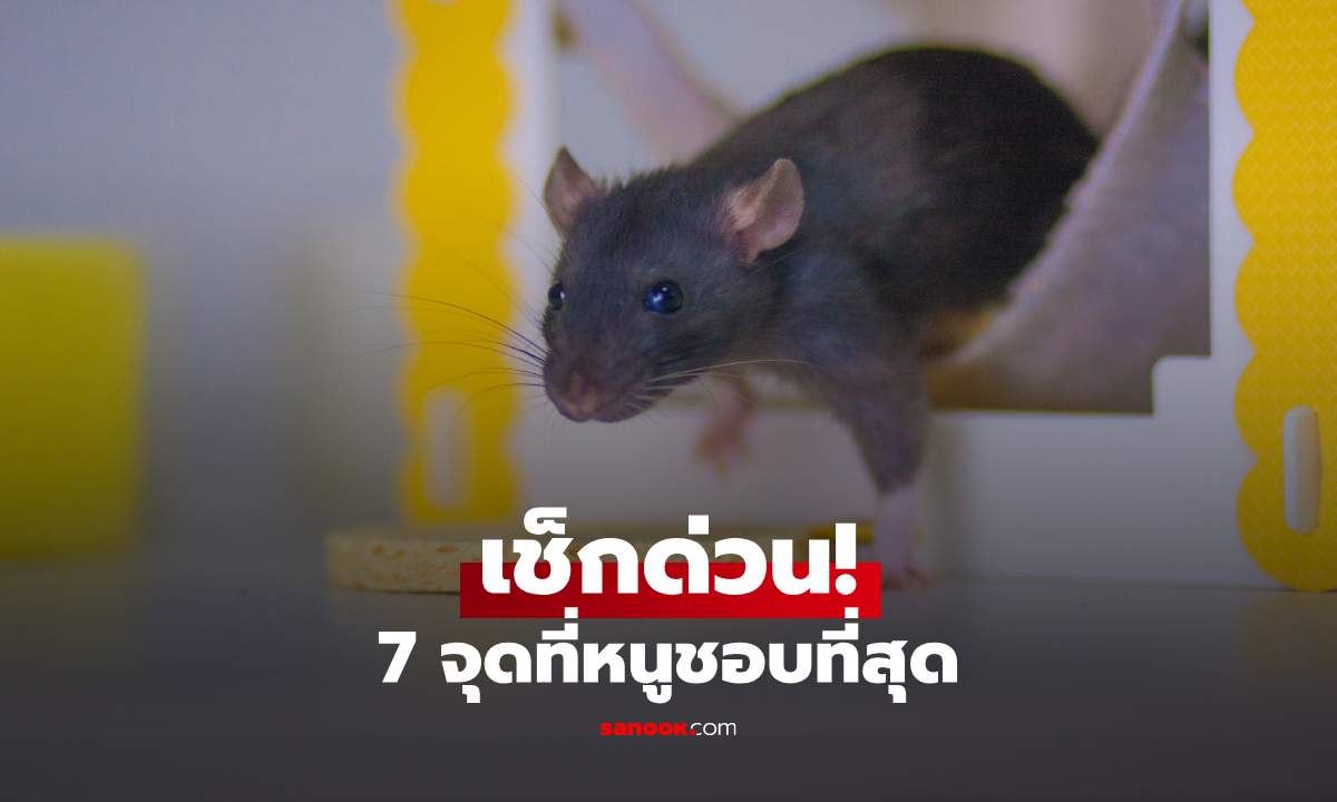 เพิ่งรู้! บ้านสะอาดก็มีหนูได้ เปิด 7 จุดที่อาจกำลังดึงดูดหนูเข้าบ้านโดยไม่รู้ตัว