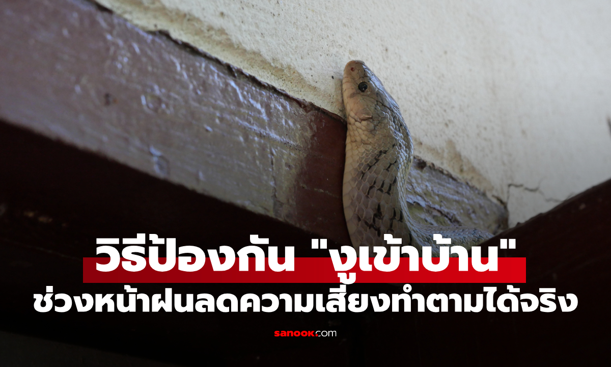 อย่ารอให้เจองู! รวมวิธีป้องกัน "งูเข้าบ้าน" ช่วงหน้าฝน ลดความเสี่ยงทำตามได้จริง