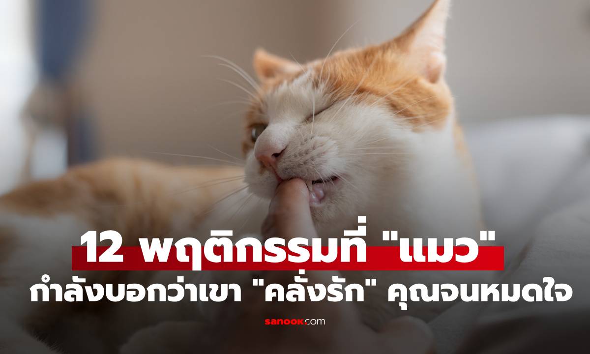 12 พฤติกรรมสุดฟิน! ที่ "แมว" กำลังบอกว่าเขา "คลั่งรัก" คุณจนหมดใจ