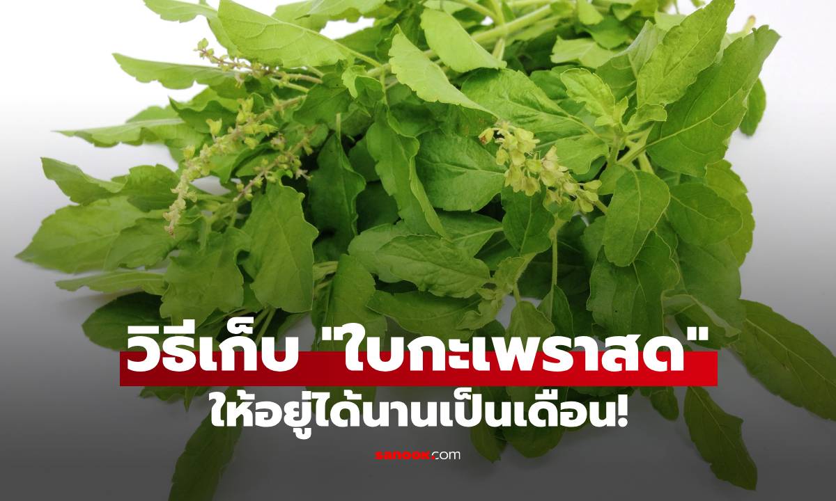 วิธีเก็บ "ใบกะเพราสด" ให้อยู่ได้นานเป็นเดือน! ใบไม่ดำไม่เหี่ยว หอมฟุ้งเหมือนเพิ่งเด็ด
