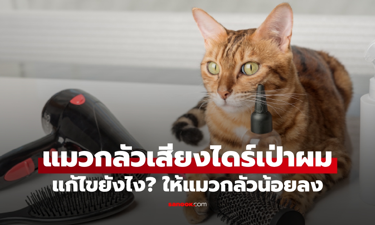 ทำไมแมวถึงกลัวเสียงไดร์เป่าผมและเครื่องดูดฝุ่น? วิธีลดความกลัวให้น้อง
