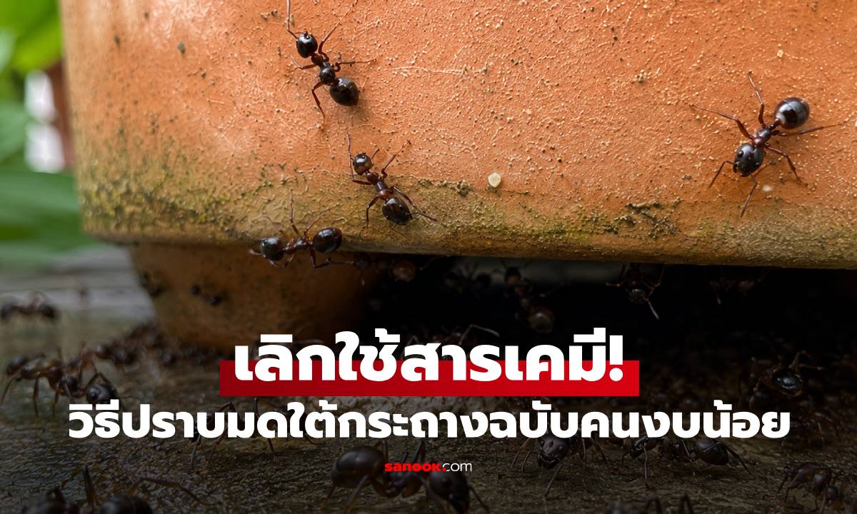 เลิกใช้สารเคมี! วิธีปราบมดใต้กระถางฉบับคนงบน้อย ทำตามง่าย มดไม่กล้ากลับมา
