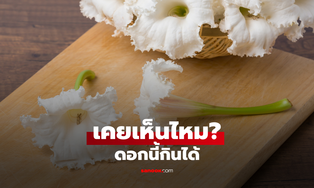 ดอกสีขาวที่ร่วงเต็มพื้น กินได้จริงเหรอ? รู้จัก "ดอกแคนา" ผักพื้นบ้านที่หลายคนเดินผ่านทุกวัน