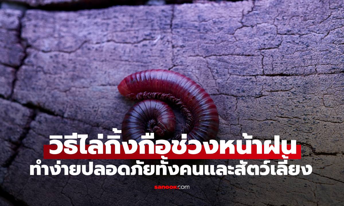 6 วิธีไล่ "กิ้งกือ" ฉบับทำง่าย ปลอดภัยไม่ต้องพึ่งสารเคมี