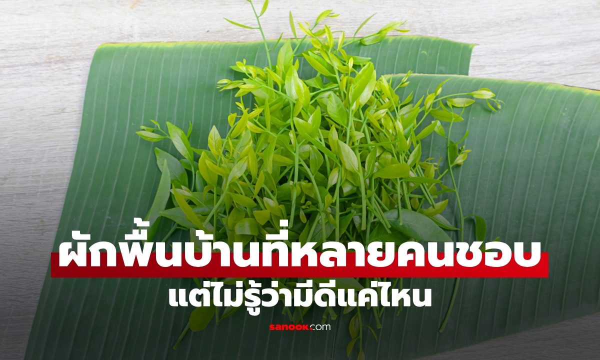 หลายคนชอบกิน แต่ไม่รู้ว่ามีประโยชน์ขนาดนี้! "ผักหวาน" ผักพื้นบ้านที่ไม่ควรมองข้าม