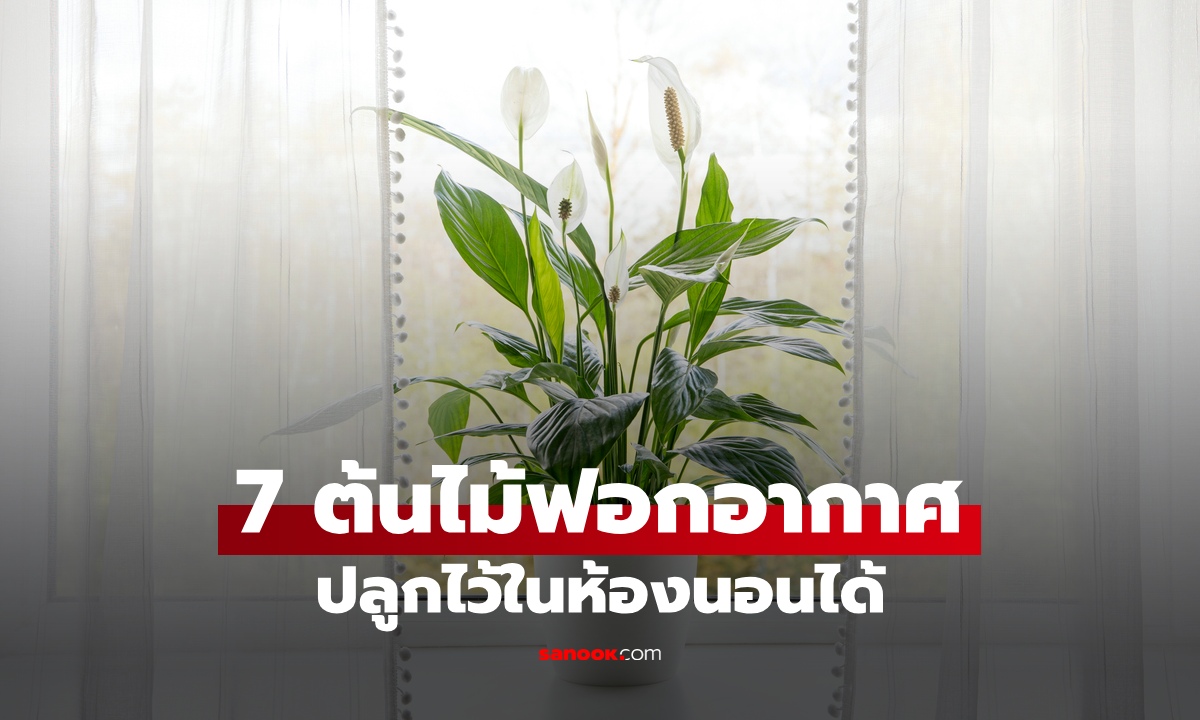7 ต้นไม้ฟอกอากาศในห้องนอน เลี้ยงง่าย เพิ่มพื้นที่สีเขียว ช่วยให้ผ่อนคลาย