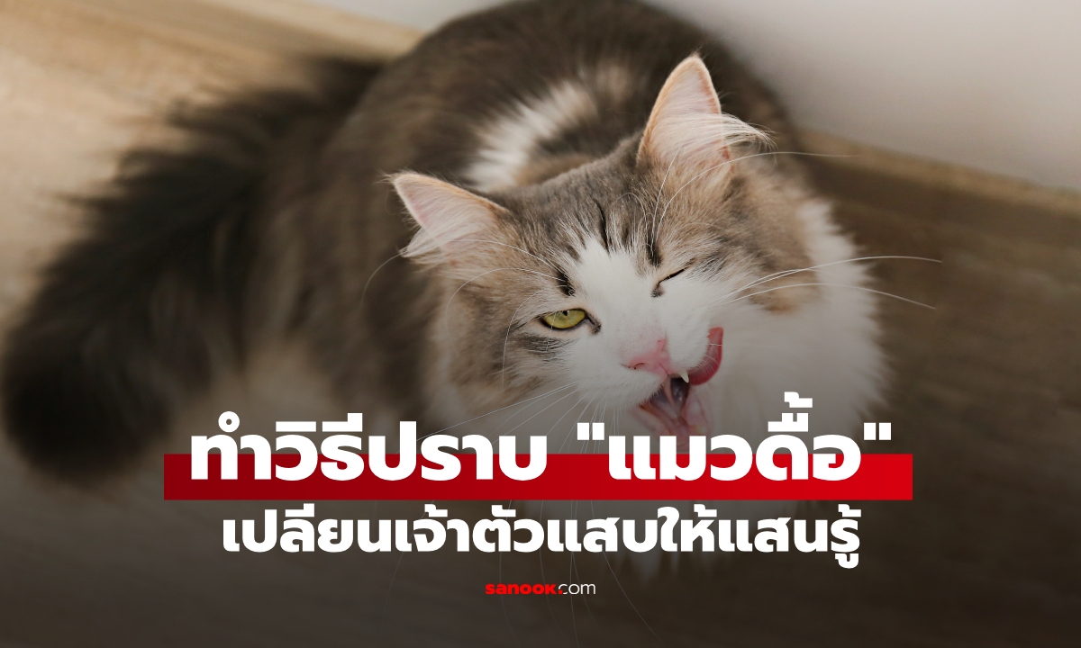ดุแมวยังไงให้ฟัง? 5 วิธีปราบแมวดื้อ เปลียนเจ้าแสบให้แสนรู้