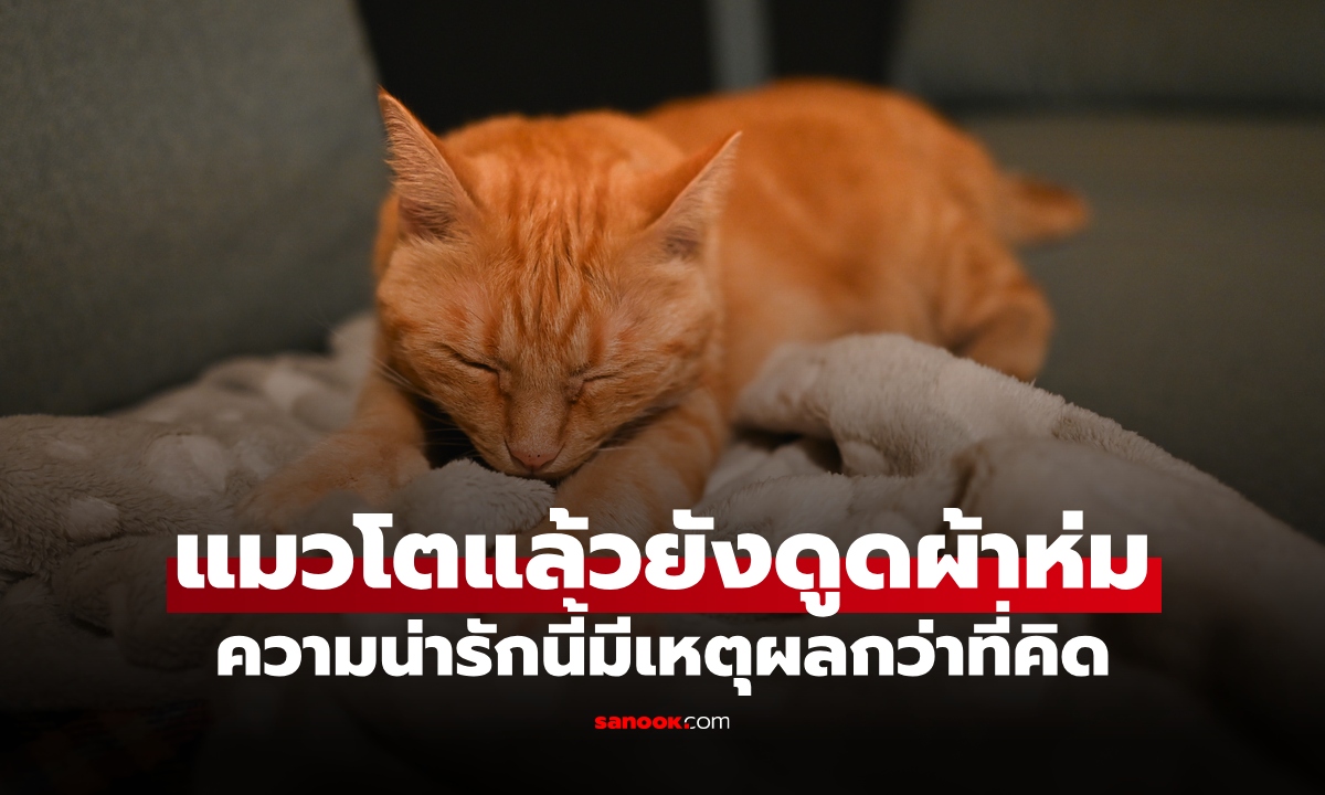 แมวโตแล้วยังดูดผ้าห่ม เพราะอะไร? ติดนิสัย อยากอ้อนเรา หรือกำลังเครียด