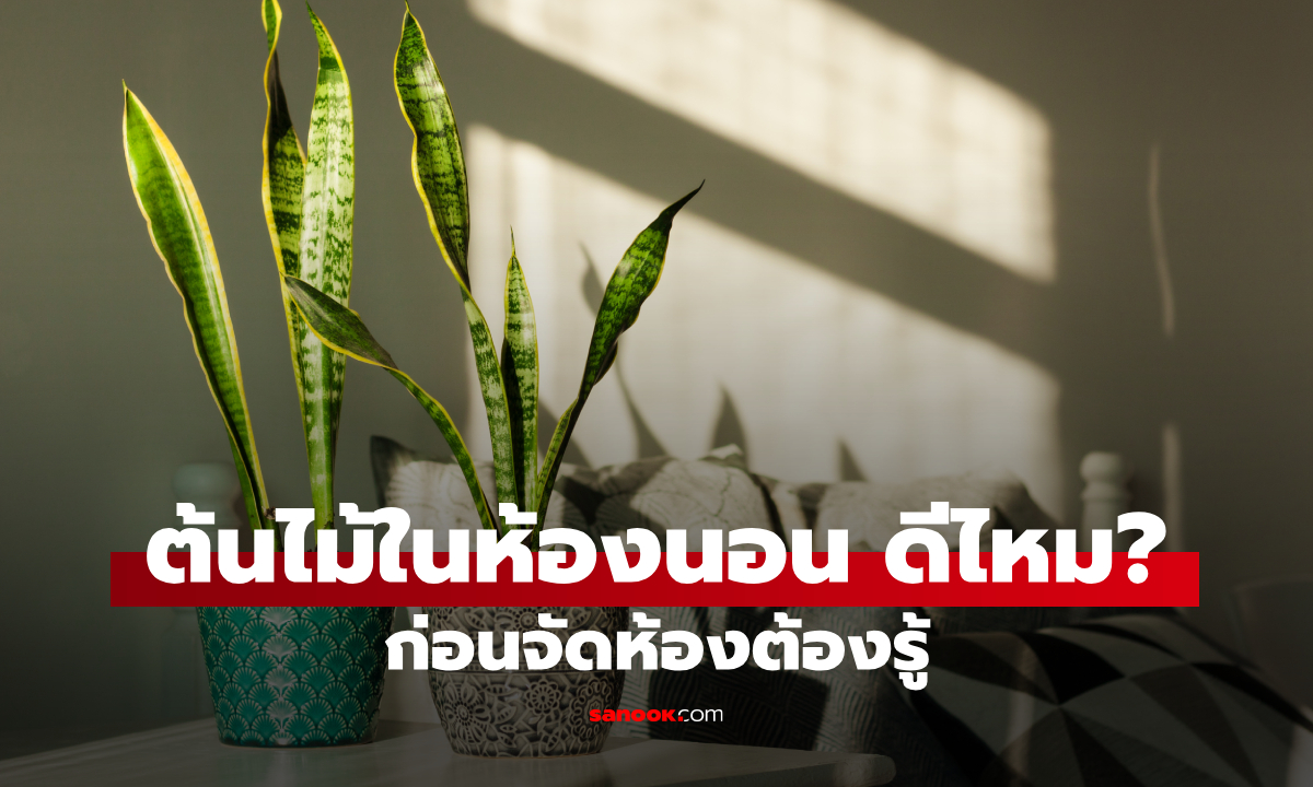 วางต้นไม้ในห้องนอนได้ไหม? ข้อดี ข้อควรระวัง และต้นไม้ที่เหมาะกับห้องนอน