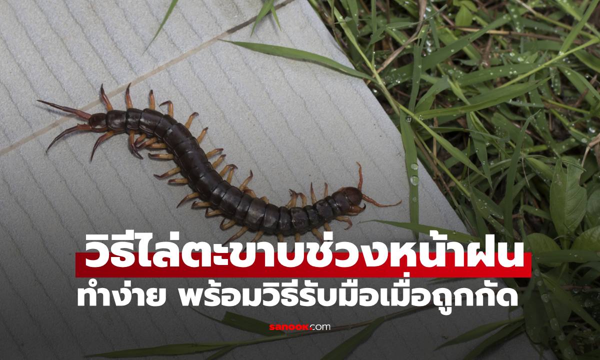 8 วิธีกำจัดและป้องกัน "ตะขาบ" หนีน้ำท่วมเข้าบ้าน พร้อมวิธีรับมือเมื่อถูกกัด