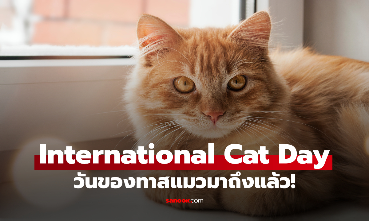 วันแมวโลก 8 สิงหาคม 2569 มีที่มาอย่างไร? ทำไมคนรักแมวทั่วโลกถึงร่วมฉลอง