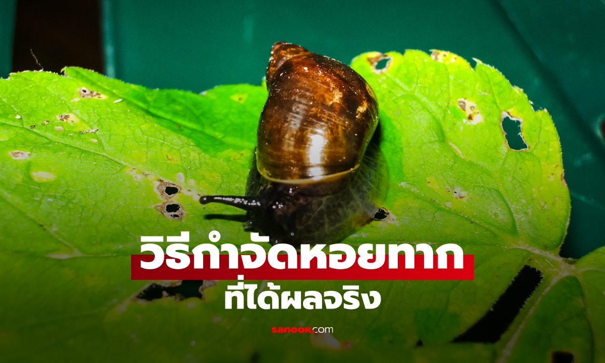 กำจัดหอยทากอย่างไรให้ได้ผล? รวม 7 วิธีที่ผู้เชี่ยวชาญแนะนำ พร้อมข้อดี-ข้อจำกัด