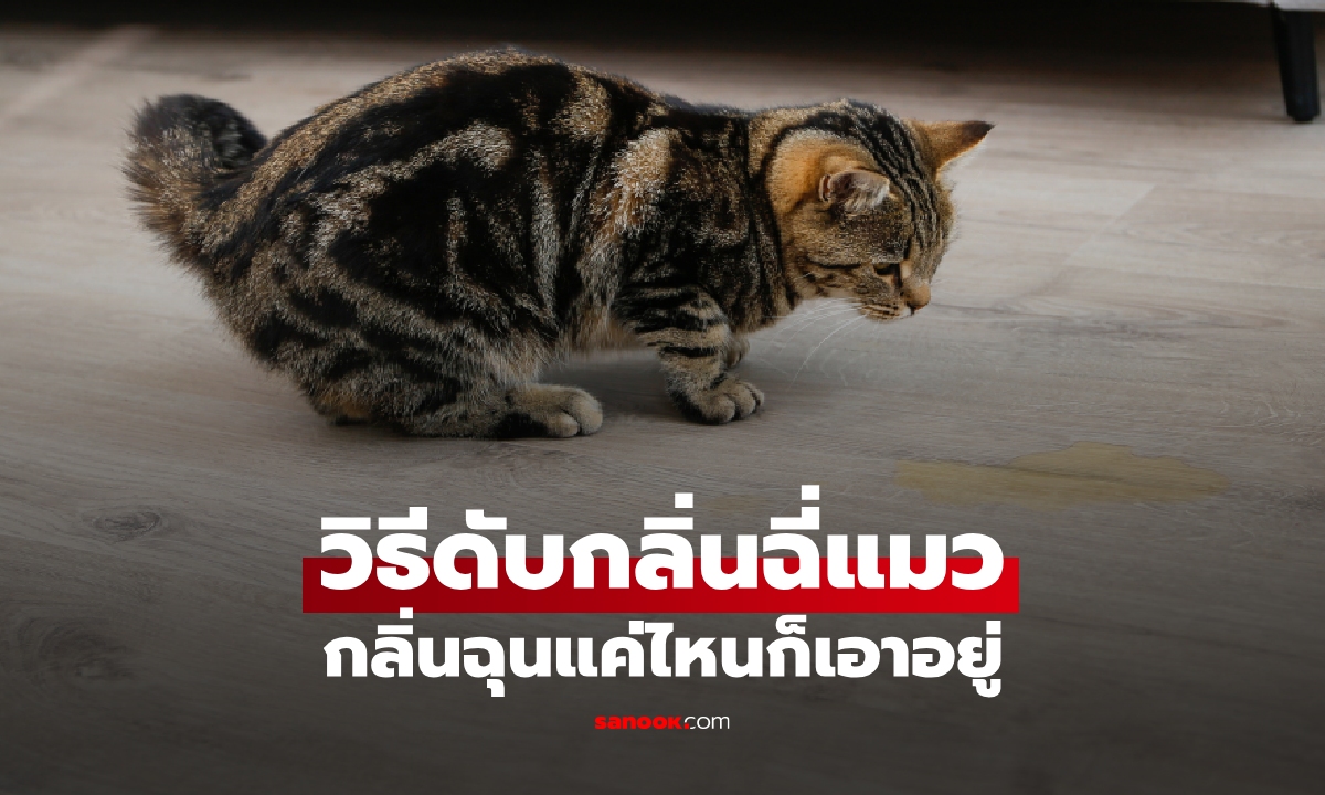 กลิ่นฉุนแค่ไหนก็เอาอยู่! "5 วิธีดับกลิ่นฉี่แมว" คืนบ้านหอมสดชื่น