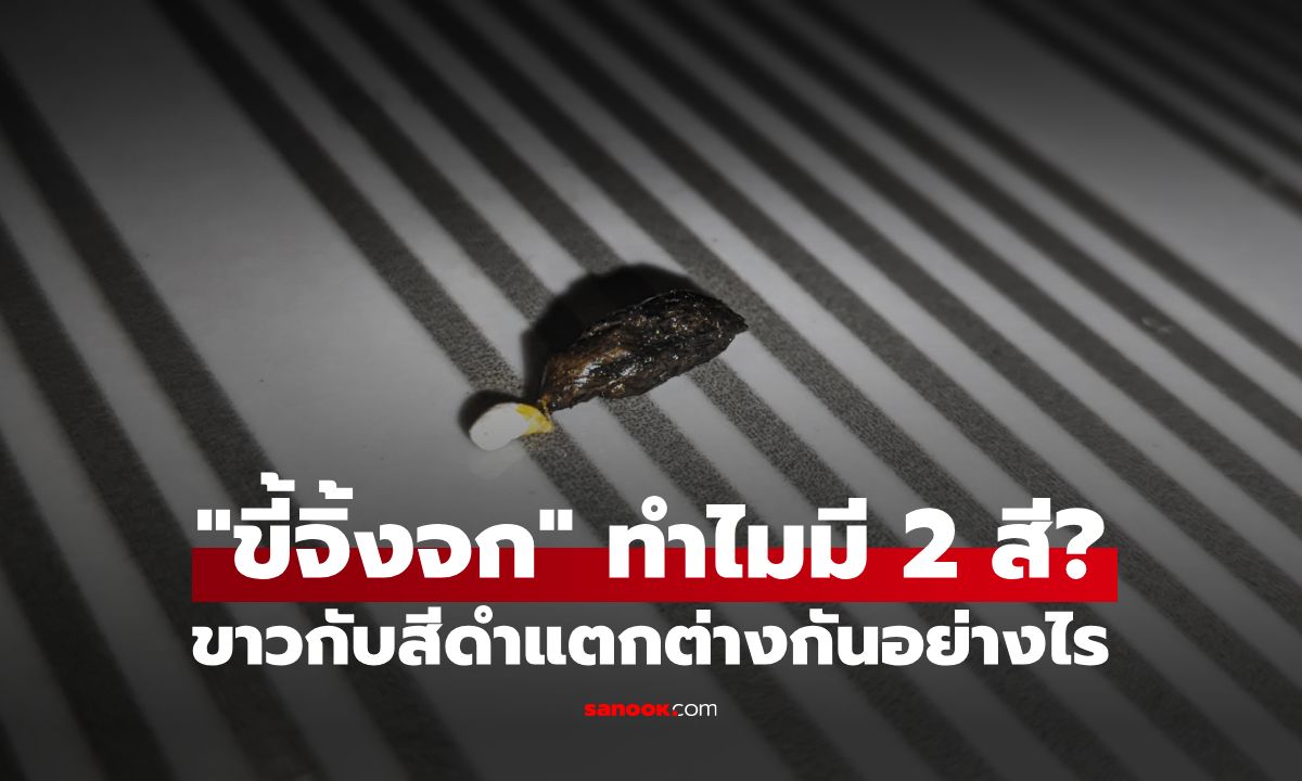 ทำไม "ขี้จิ้งจก" ถึงมี 2 สี? สีขาวกับสีดำแตกต่างกันอย่างไร ส่วนไหนคือขี้กันแน่