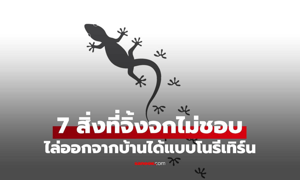 วิธีไล่จิ้งจก รวม 7 สิ่งที่จิ้งจกไม่ชอบ ไล่ออกจากบ้านได้แบบโนรีเทิร์น