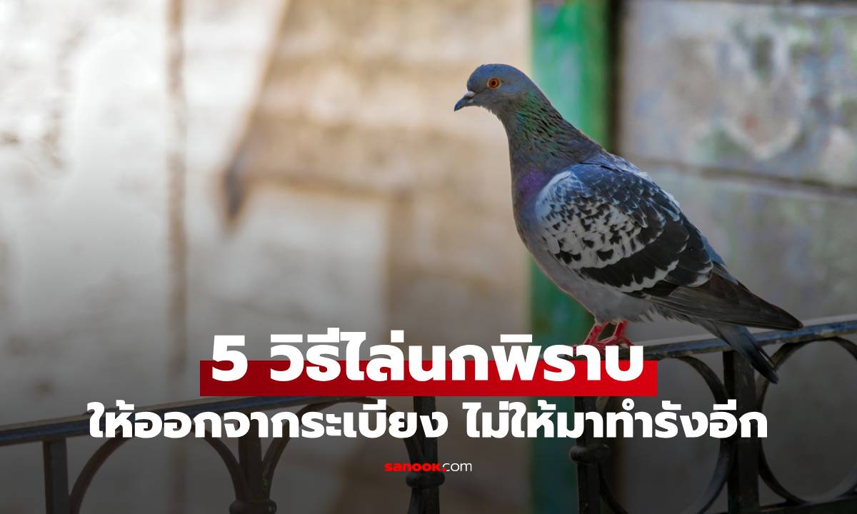 5 วิธีไล่นกพิราบออกจากระเบียงแบบง่ายๆ ป้องกันไม่ให้มาทำรังอีก