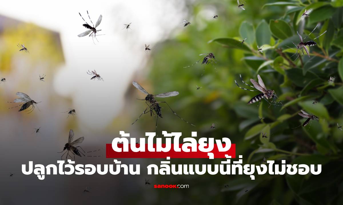 รวม 6 ชนิด "ต้นไม้ไล่ยุง" ปลูกไว้รอบบ้าน กลิ่นแบบนี้ที่ยุงไม่ชอบ