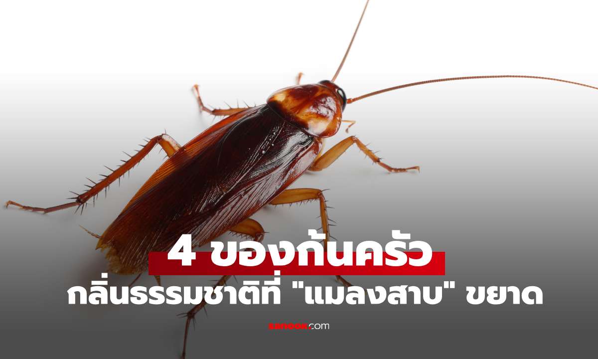 เผย 4 ของก้นครัว กลิ่นธรรมชาติที่ "แมลงสาบ" ขยาด ไม่อยากเฉียดใกล้