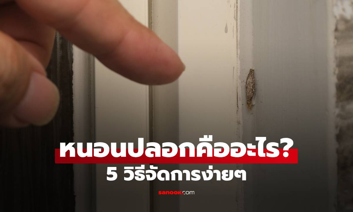 หนอนปลอกคืออะไร? 5 วิธีจัดการง่ายๆ ลดโอกาสกลับมากวนใจ