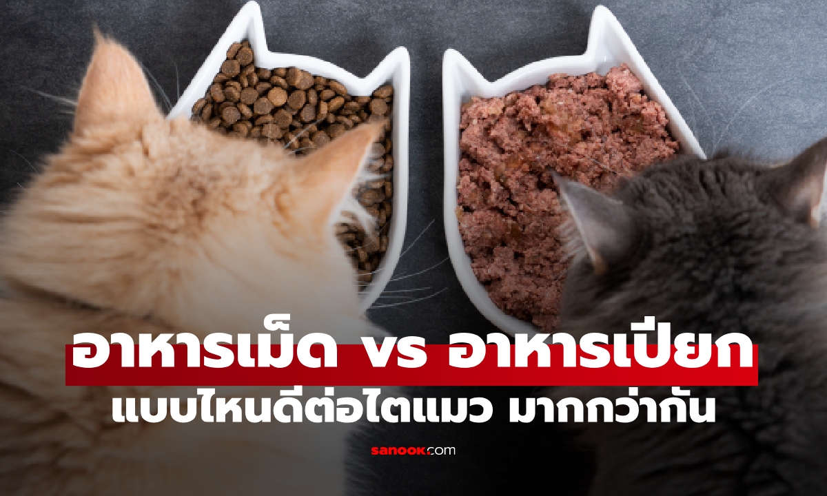 ทาสแมวต้องรู้! อาหารเม็ด vs อาหารเปียก แบบไหนดีต่อไตแมว?