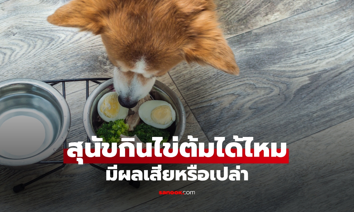 สุนัขกินไข่ต้มได้ไหม? สารอาหารชั้นดีหรือทำน้องหมาท้องอืด