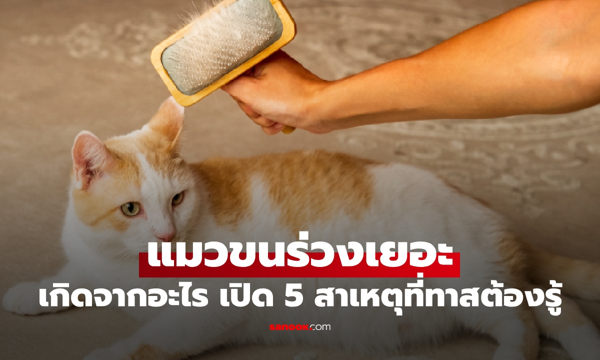 กระจุกเต็มบ้าน! แมวขนร่วงเยอะผิดปกติ เปิด 5 สาเหตุที่เจ้าของต้องรู้