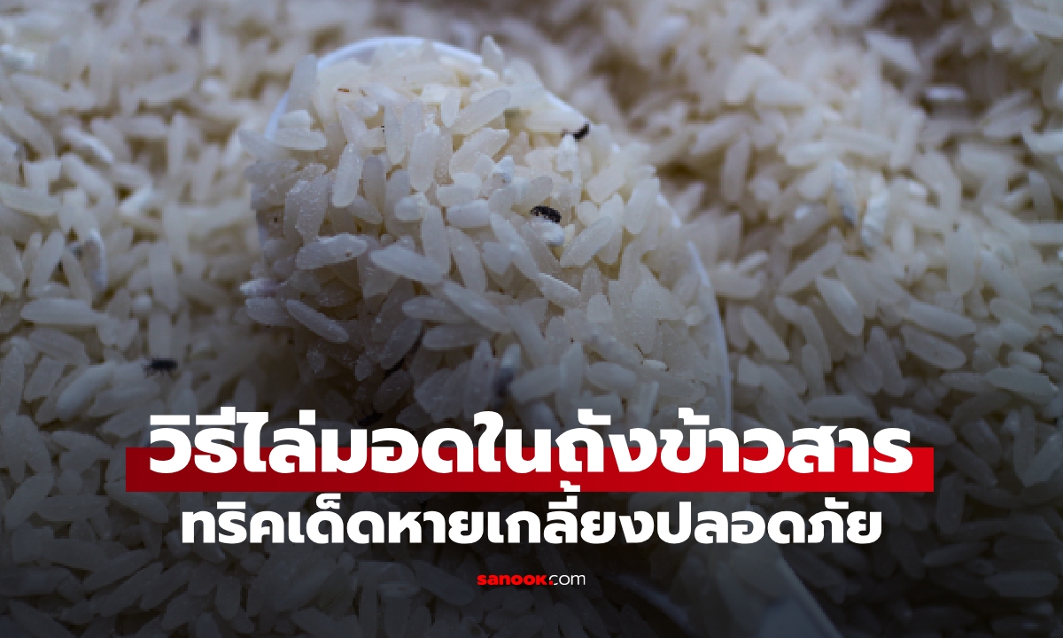 จบปัญหามอดบุก! 5 วิธีไล่มอดในถังข้าวสาร หายเกลี้ยงปลอดภัย
