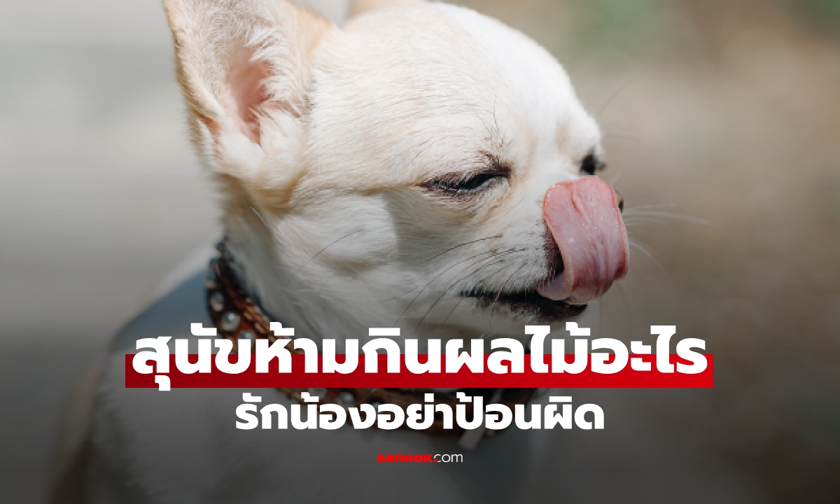 เช็กก่อนป้อน! สุนัขห้ามกินผลไม้อะไรบ้าง เผย 10 ผลไม้ ห้ามกิน