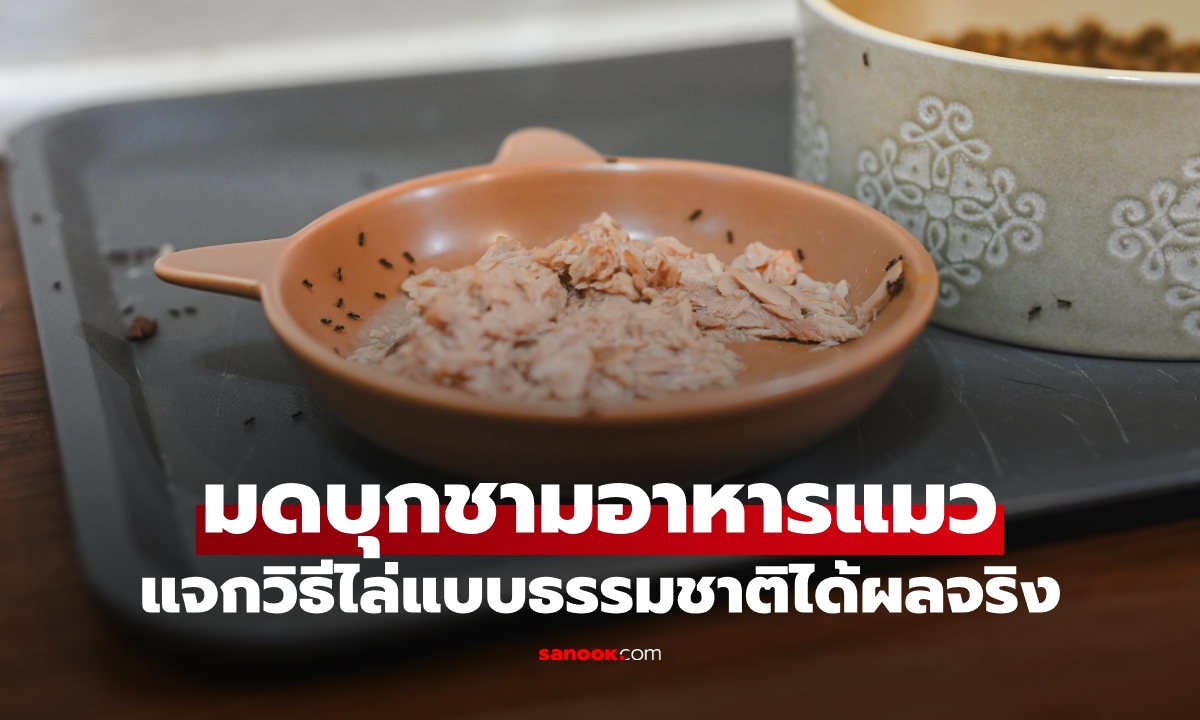 จบปัญหากวนใจ! วิธีไล่มดออกจากชามอาหารแมว แบบธรรมชาติได้ผลจริง