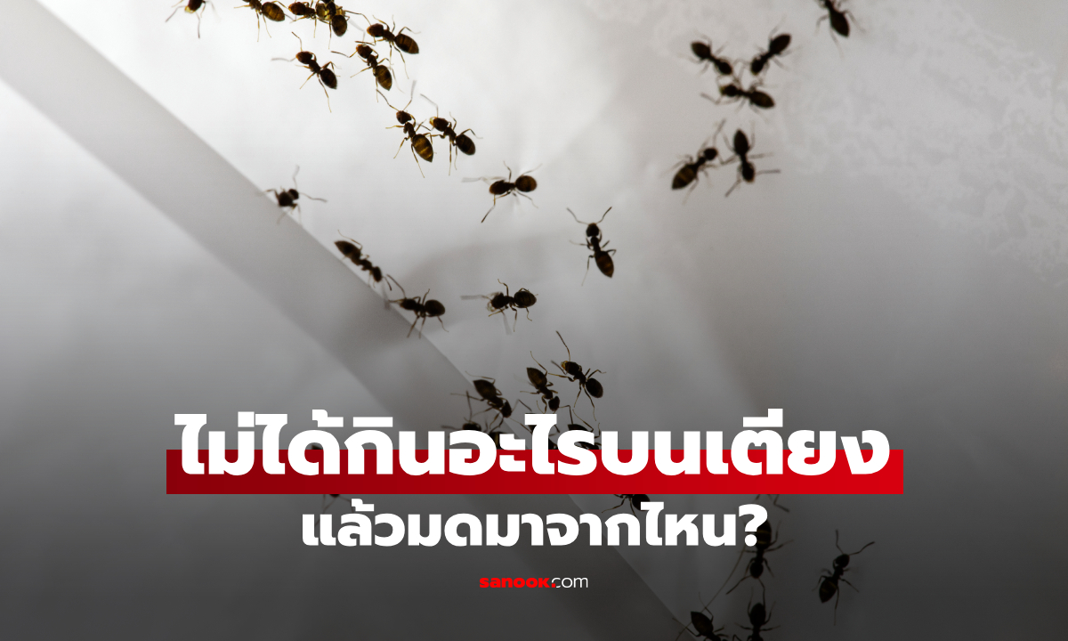 มดขึ้นที่นอน ทั้งที่ไม่ได้กินอาหารบนเตียง เกิดจากอะไร? เช็ก 5 สาเหตุใกล้ตัว