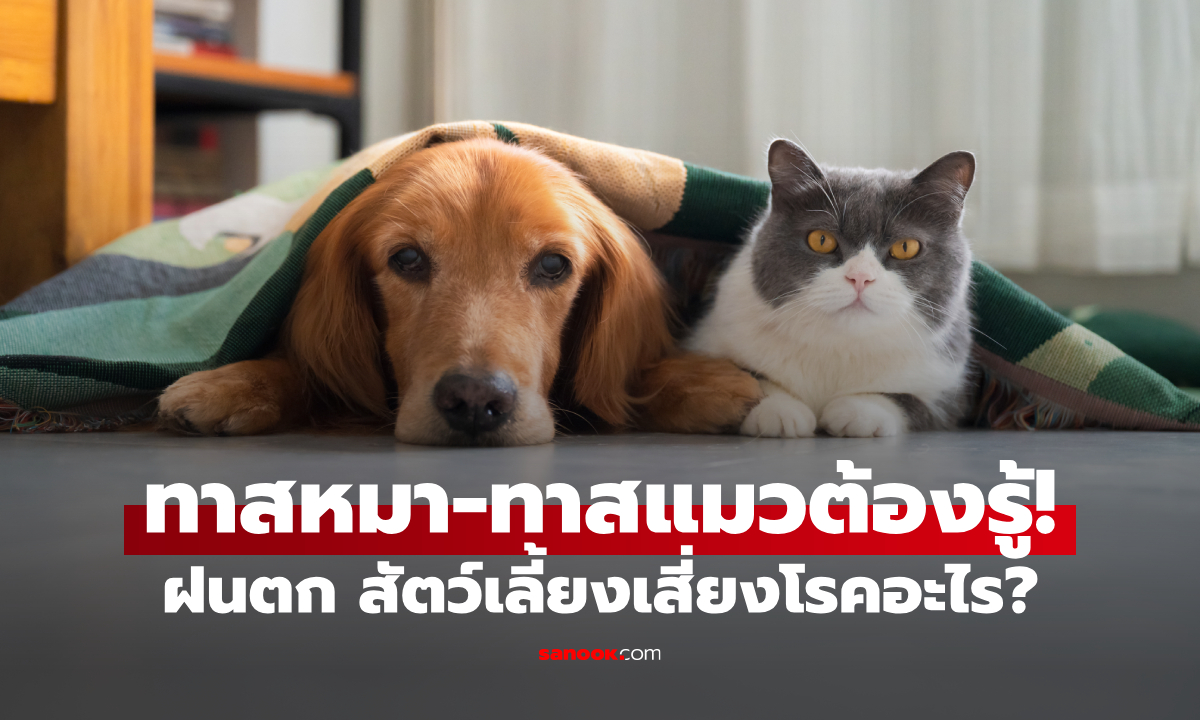 โรคหน้าฝนในสัตว์เลี้ยง 5 โรคที่ต้องระวัง พร้อมวิธีดูแลสุนัขและแมว